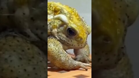 Eyes of giant turtle 🐢| #Shorts #Animals #Turtle