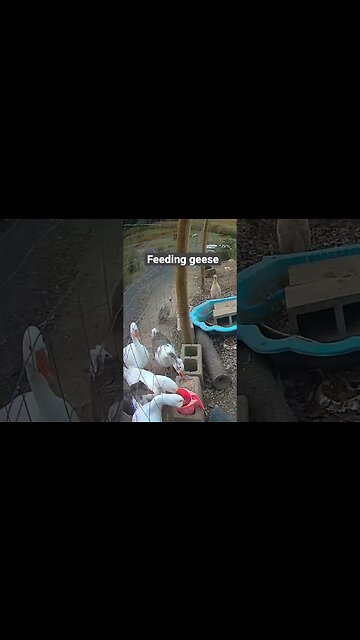 Farm cameras. Feeding geese