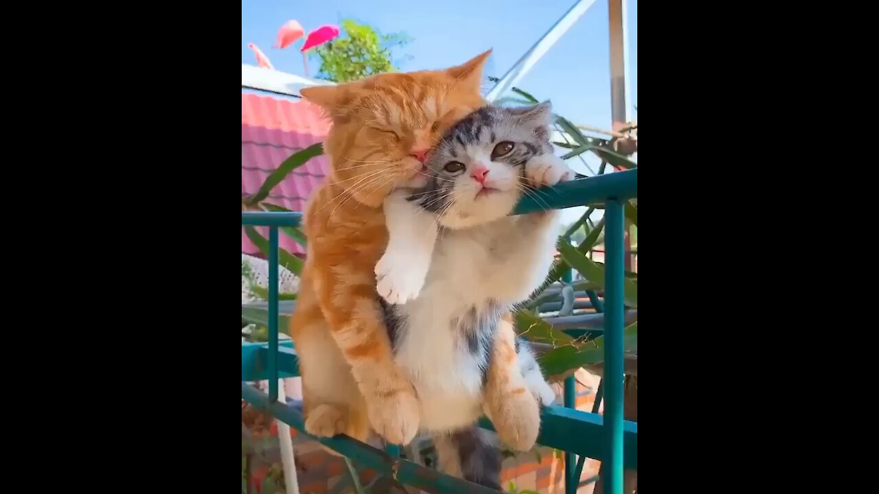 Funny And Cute Cat'S Life ## Cats And Owners Are The Best Friends