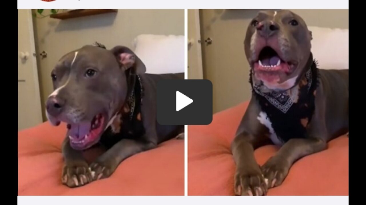 Vocal pit bull engages in hilarious argument with owner