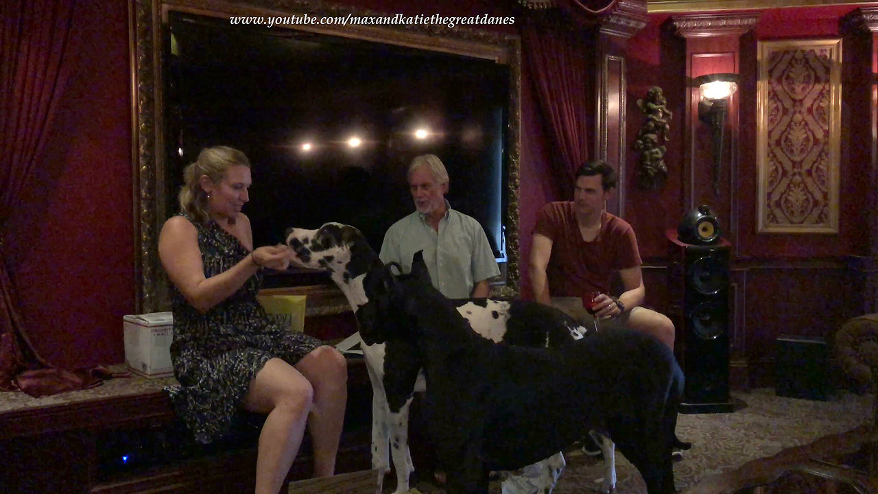 Excited Great Danes Have Fun Opening Birthday Gifts With Friends