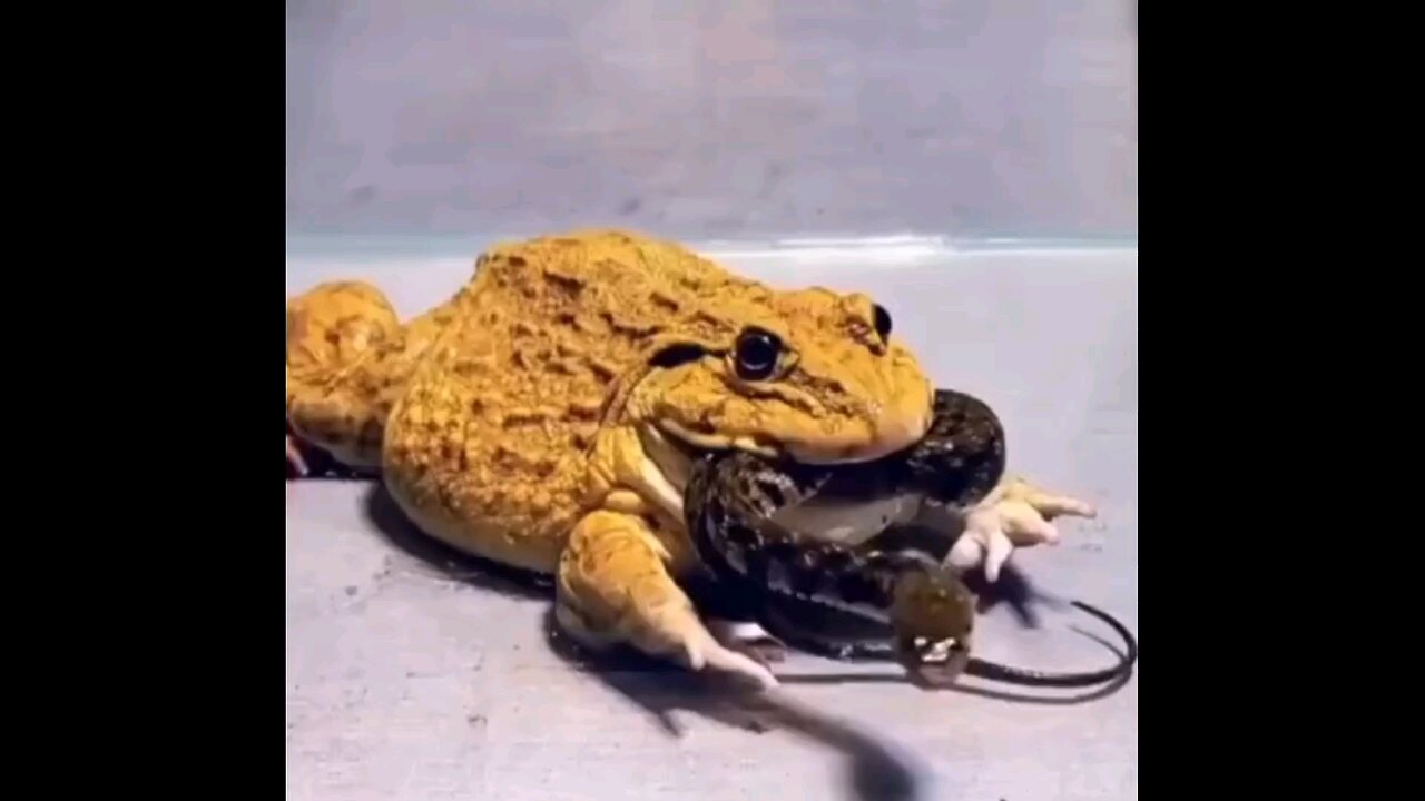 snake attack frog who is strong