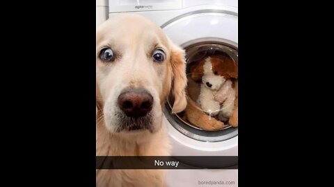 Funny And Cute Dogs 🐶 and Puppies Compilation Try Not To Laugh 😆