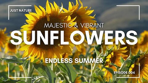 Sunflowers In The Wind: Peaceful Nature Relaxation - 1 hour