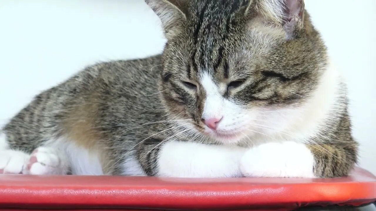 A Little Cat with Shiny Eyes