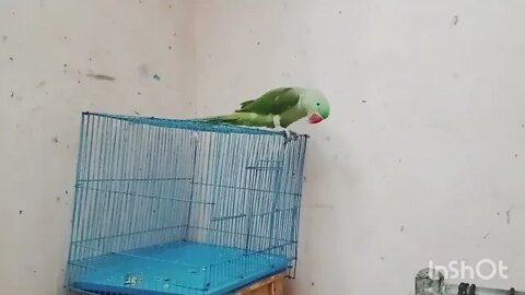 cute parrot @ Pablo family