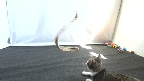 Cat Watches the Snake Toy