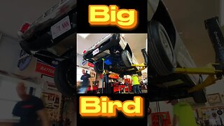 Big Birds Can Fly Too…. #shorts