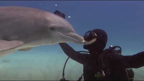 Affectionate dolphin kisses divers on the lips