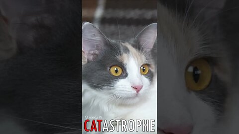 😼 #CATASTROPHE - Cool Cat 🐈