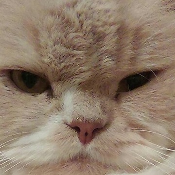 Donco the cat wants to be petted