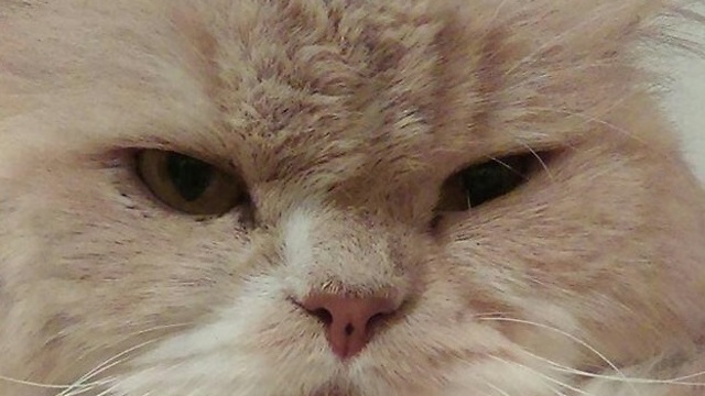 Donco the cat wants to be petted