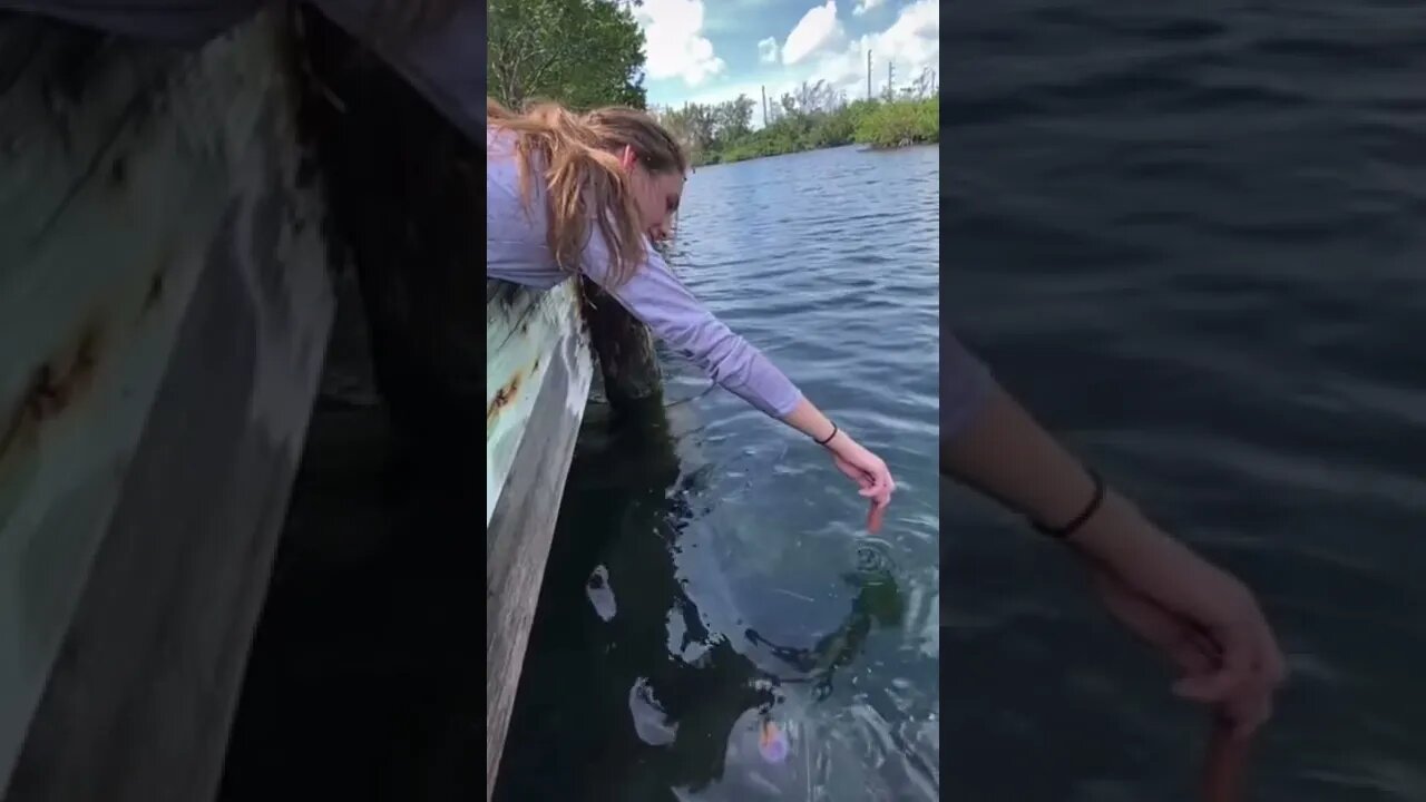 How to catch a fish