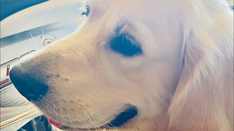 Him and Them 🥰 #goldenretriever