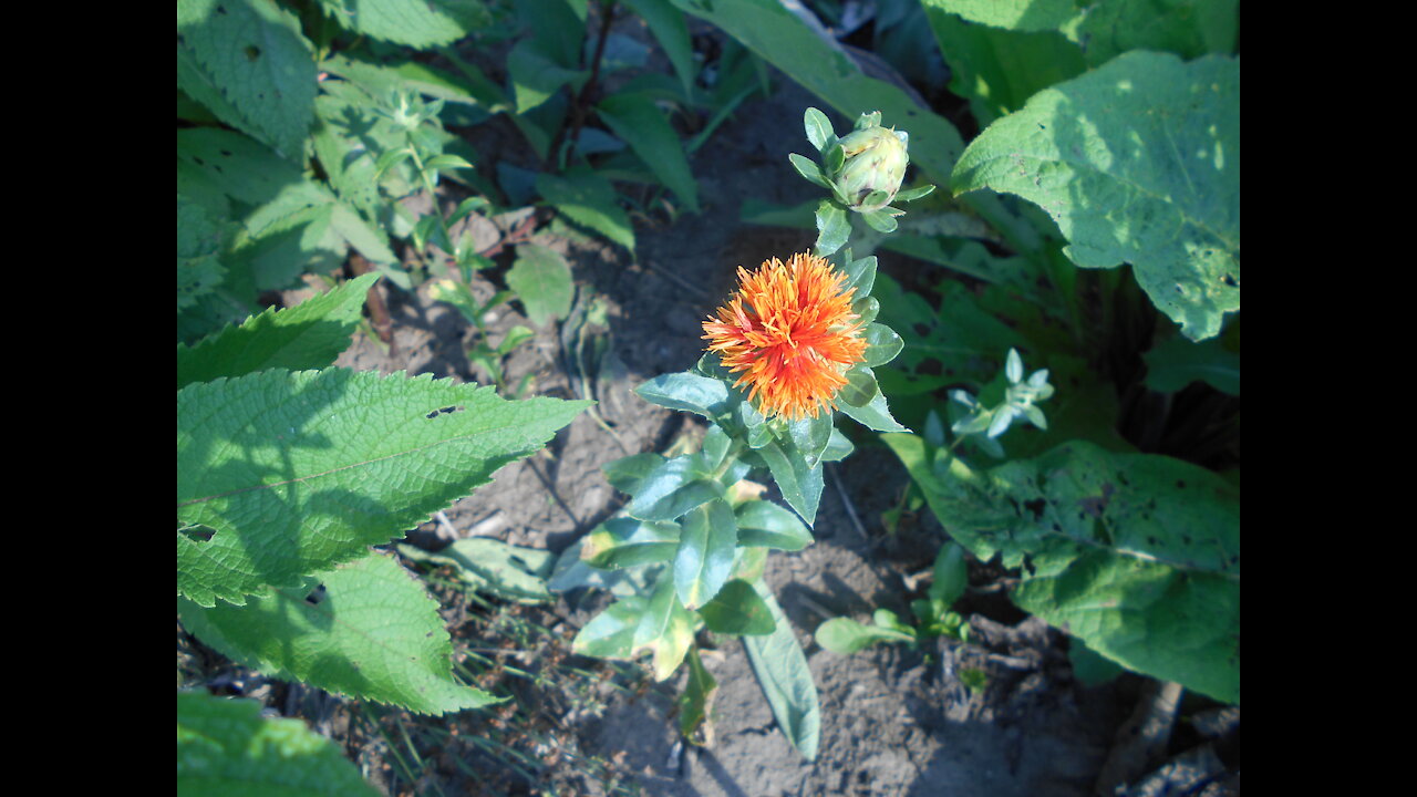 Orange Beauty ~ Safflower