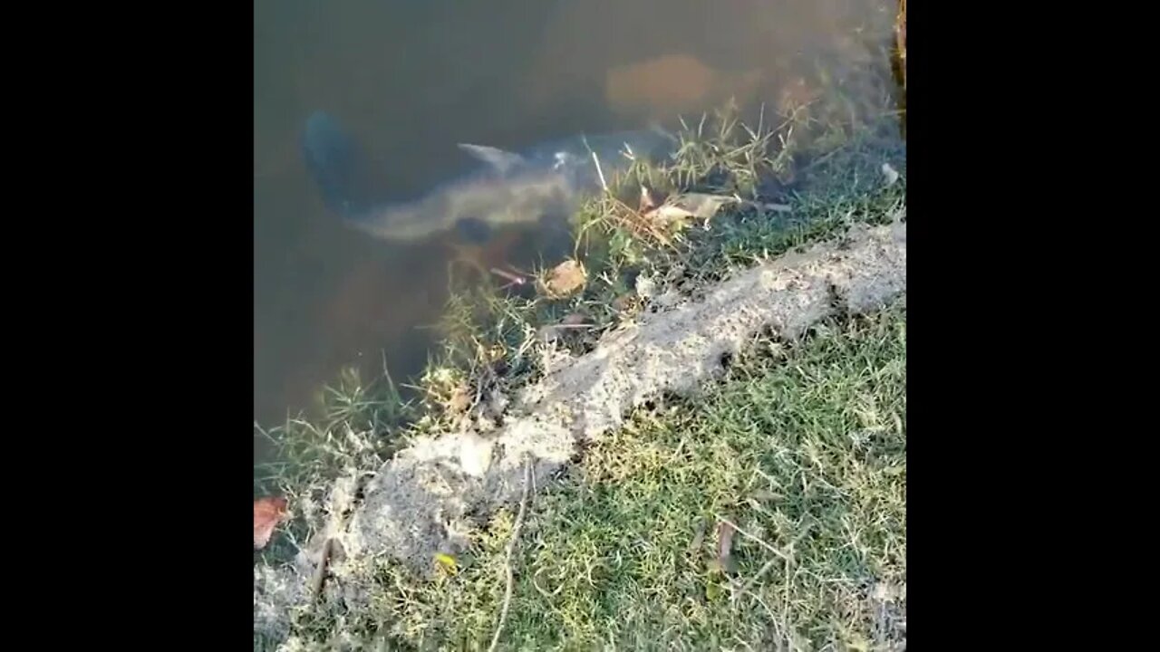 Catching Big Catfish on the Toughest Day