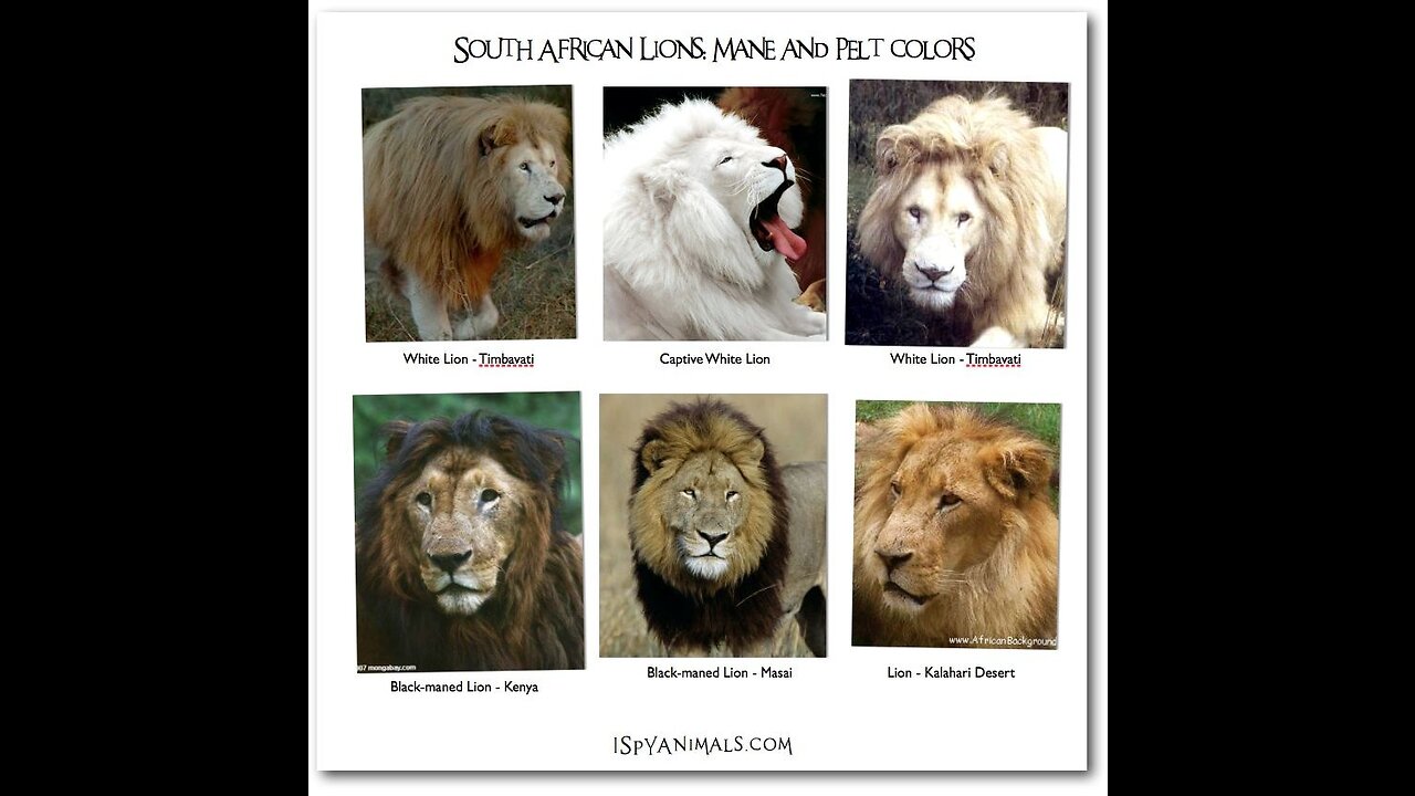 Type of Lion - type of jungle king - type of animal.