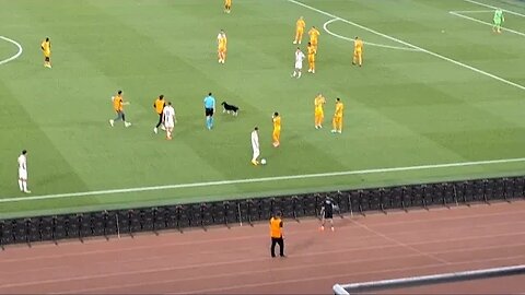 dog invades pitch and breaks stewards' ankles