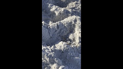CRAB HIDES IN PLAIN SIGHT