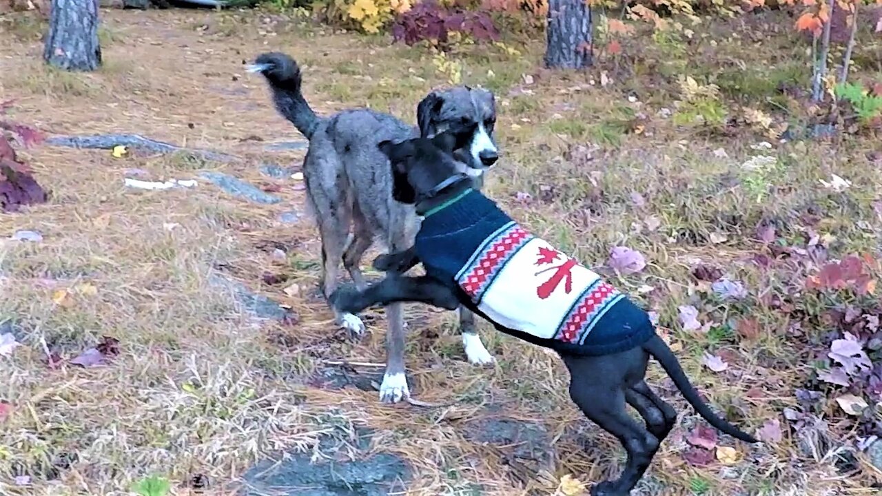 Great Dane puppy explores the family cottage for the first time