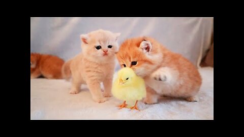 cat and tiny chicken playing