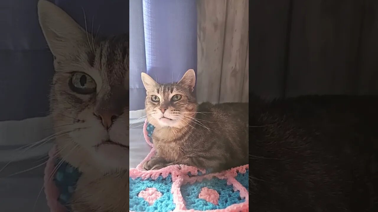 #kitty #cat