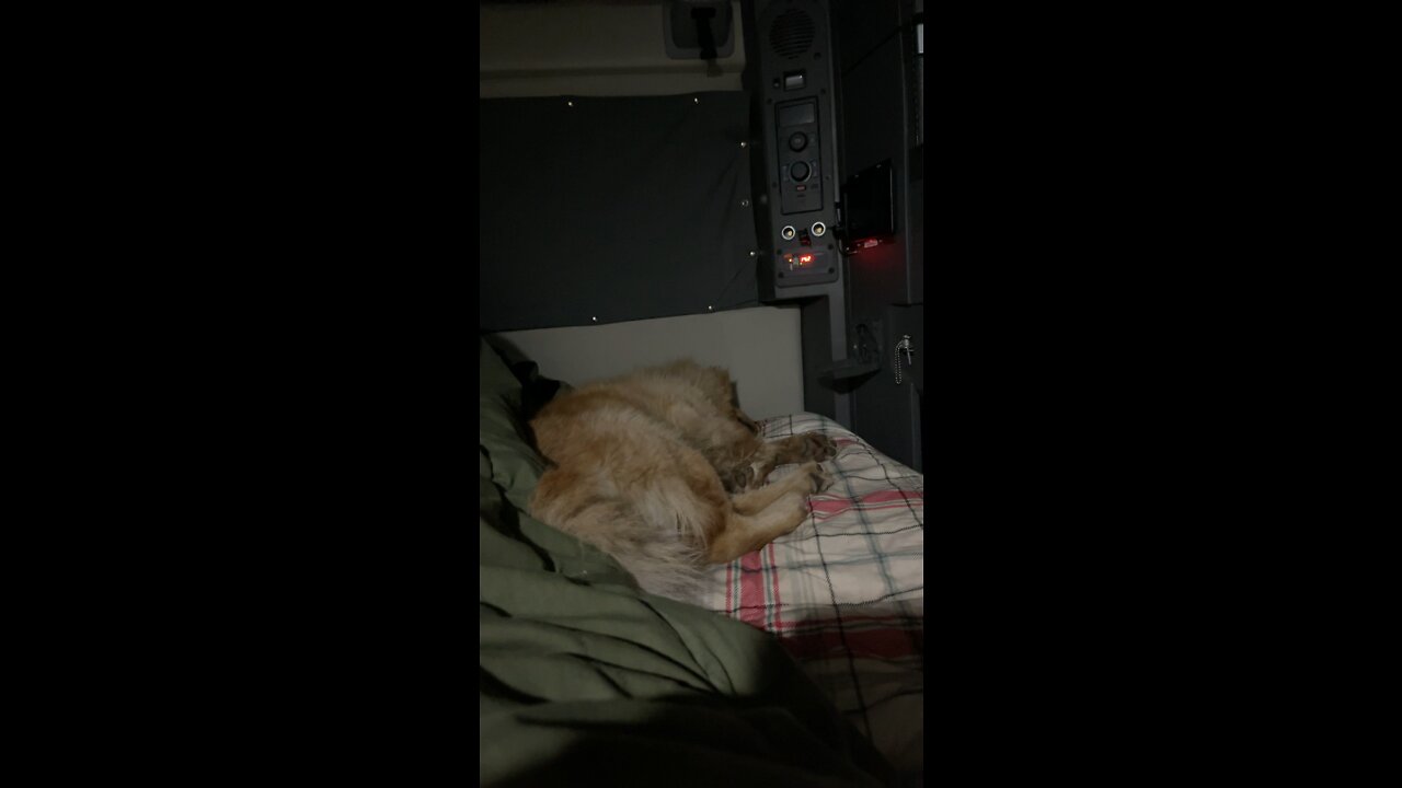 Trucking dog