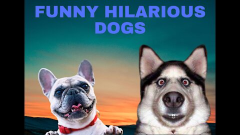 Funny Hilarious Dogs