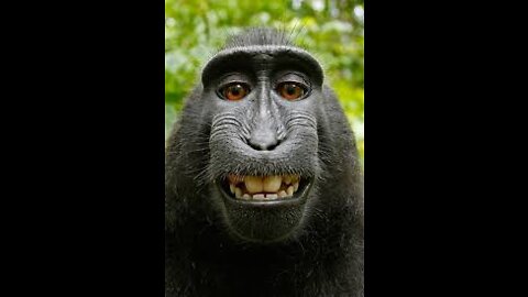 Best Funny Animal Videos of the year (2021), funniest animals ever. relax with cute animals.AWW anim