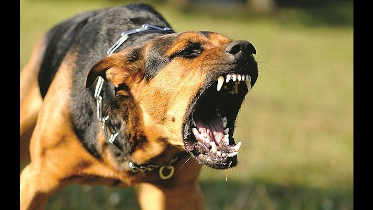 How To Make Dog Become Fully Aggressive With Few Simple Tips