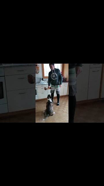 skilled dog, how to train your dog. bullterrier vs big bone