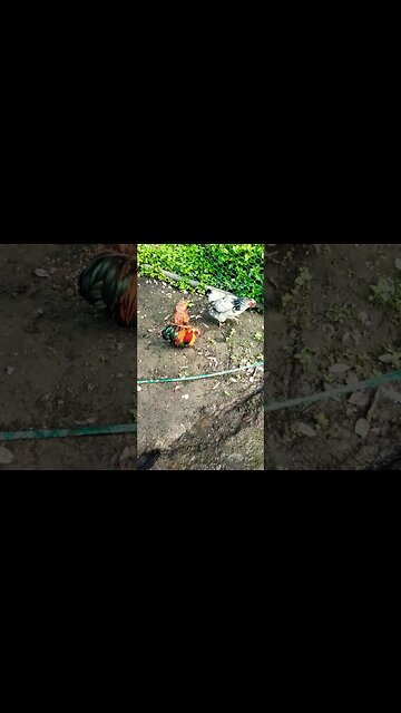 Good morning Rhiannon Rusty and P2