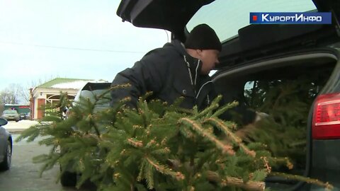 Новогодние деревья принимали на переработку в Сестрорецке