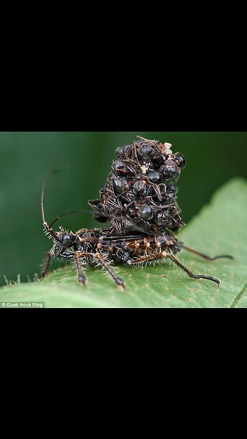Assassin Bug Silent Killer
