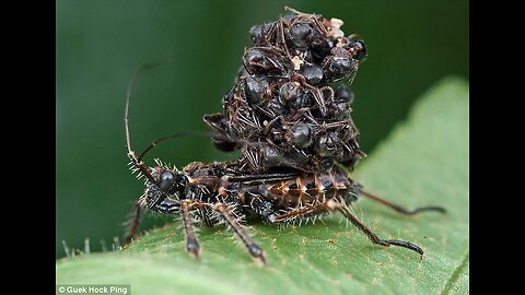 Assassin Bug Silent Killer