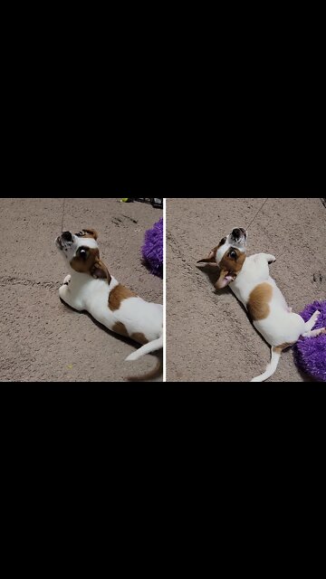 Cutest little puppy discovers creative way to play