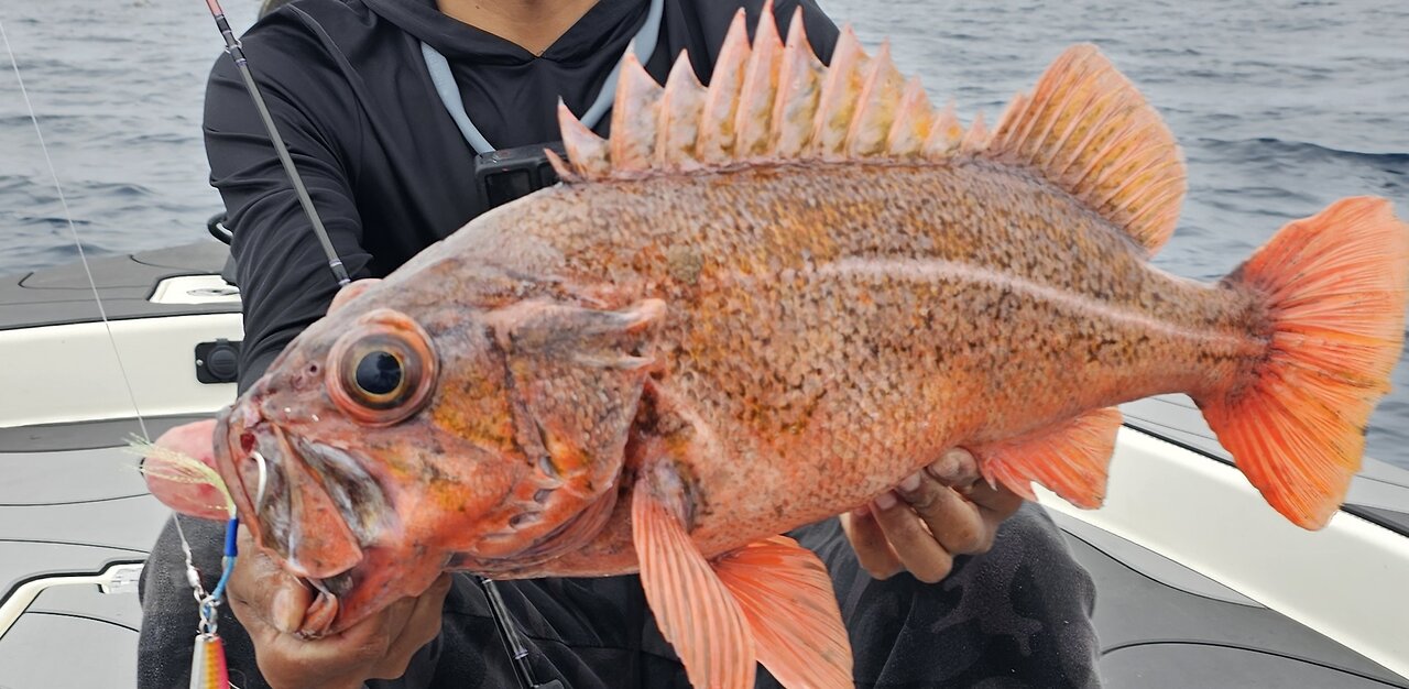 Saltwater BFS? Incredible Light Tackle Slow Pitch Jigging in California Lots of PBs