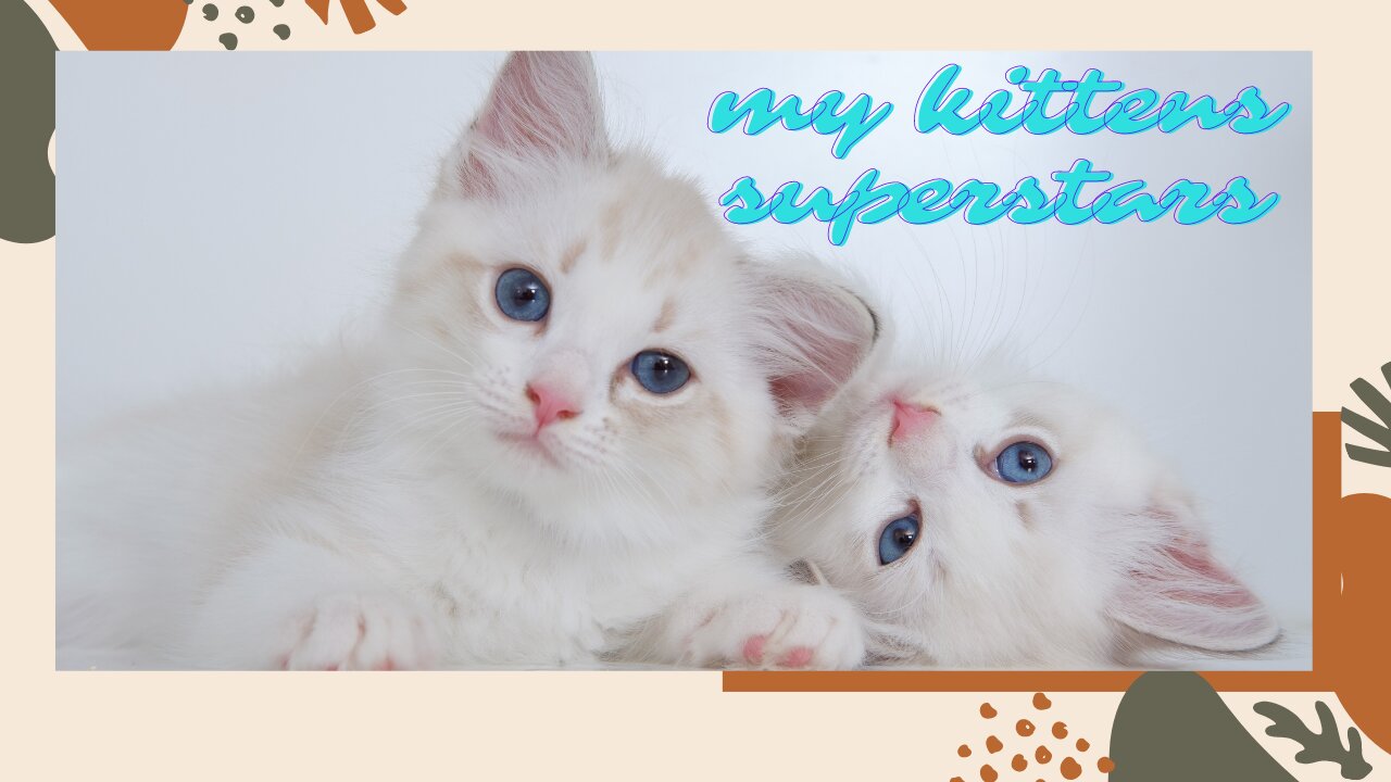 Funny Kittens Super-Stars Compilation Show