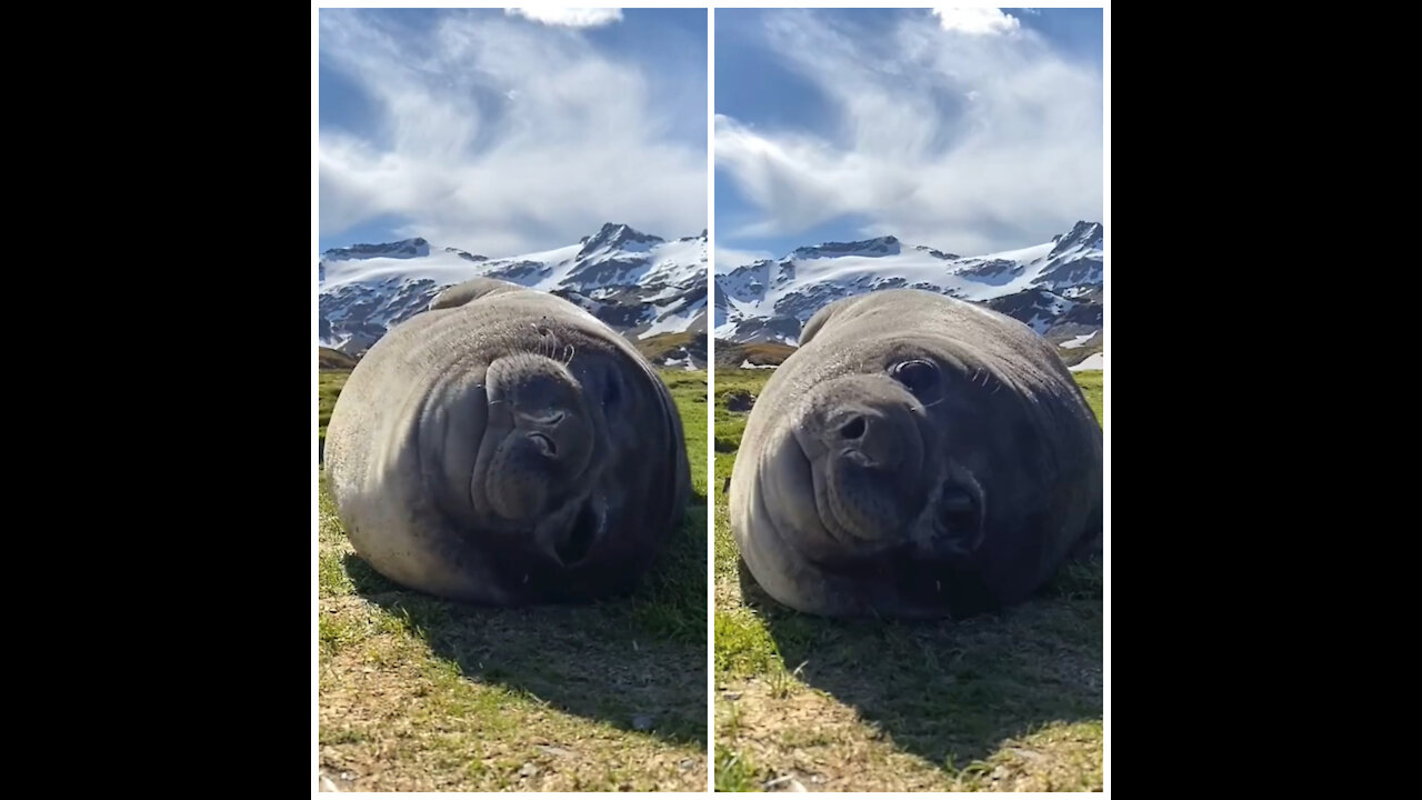 Giant Seal Sneezes