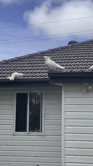 Cockatoo every morning