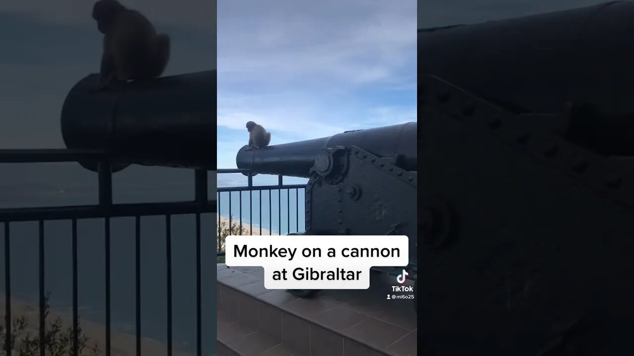 Junior Aged Barbary Macaque at Gibraltar #shorts