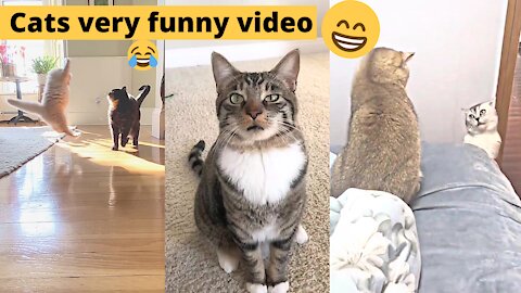 Funniest Cats 😹 - Don't try to hold back Laughter 😂 - Funny Cats Life