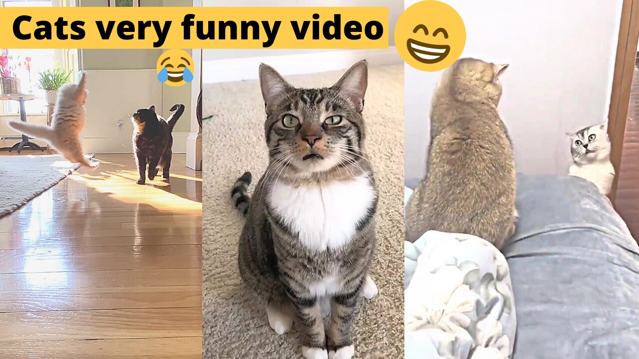 Funniest Cats 😹 - Don't try to hold back Laughter 😂 - Funny Cats Life