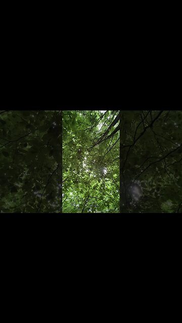 Forest bathe with me! #healing #nature #mindfulnessmoment