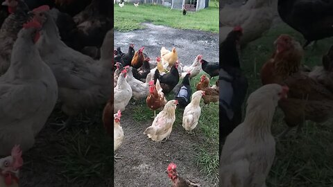 Snacks #chickens #chickenshorts