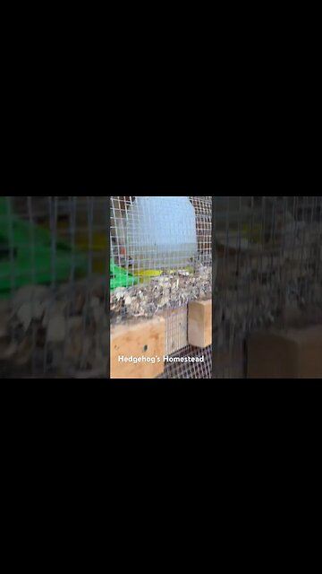 Our turkeys checking out the new baby chickens