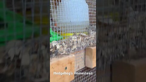 Our turkeys checking out the new baby chickens