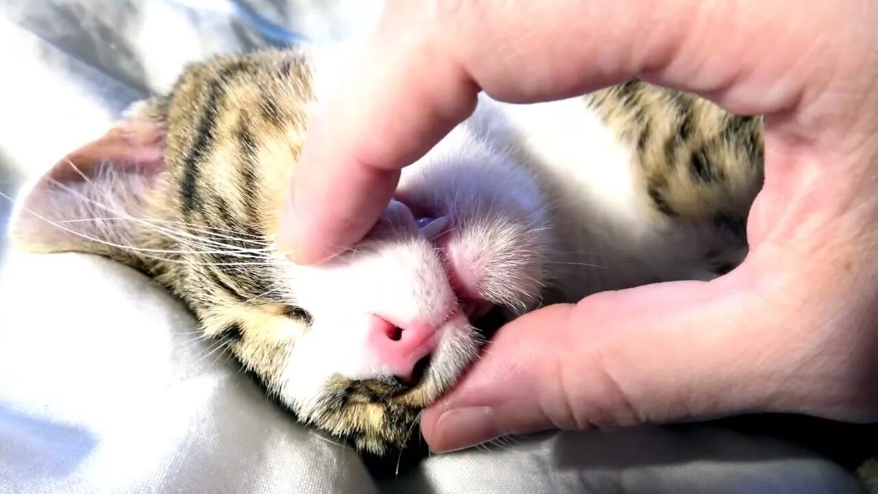 An Affectionate Little Pal