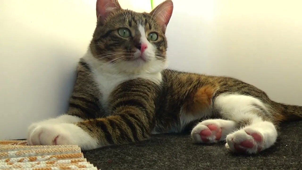A Very Quiet Fluffy Cat