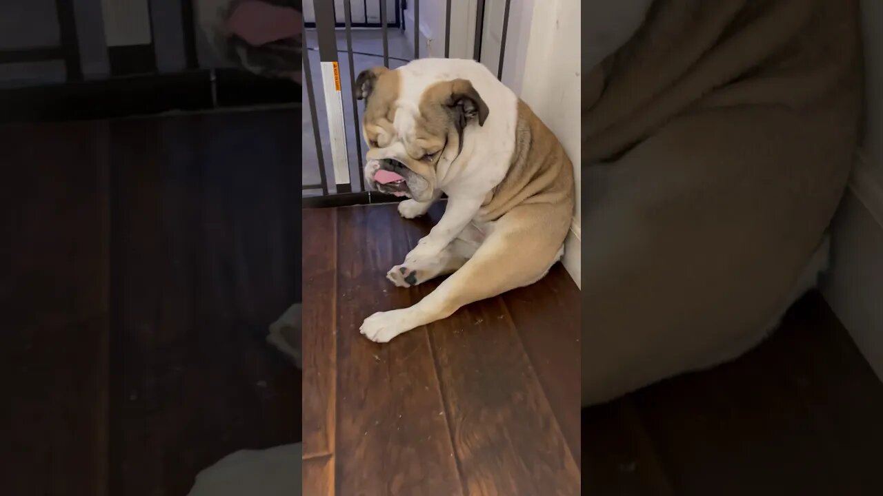 His GF Broke Up With Him 😢 #dogsofyoutube
